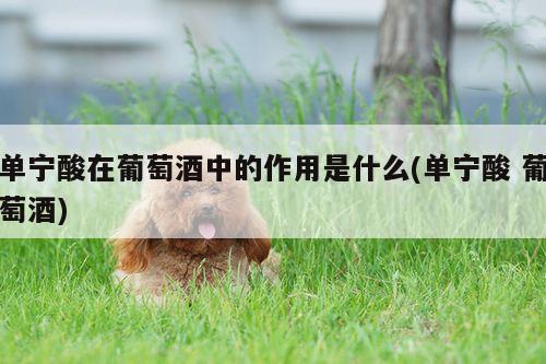 单宁酸在葡萄酒中的作用是什么(单宁酸 葡萄酒)